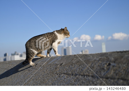 船橋海浜霊園付近の猫 船橋海浜霊園付近の猫 143246480
