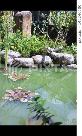 Garden pond holds floating lily pads beside rounded stones and flowering shrubs. This tranquil botanical garden setting offers visitors lush retreat with reflections across green water. Garden pond holds floating lily pads beside rounded stones and flowering shrubs. This tranquil botanical garden setting offers visitors lush retreat with reflections across green water. 143246580
