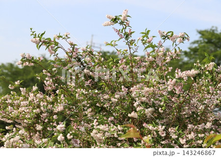 春の公園に咲く白とピンク色の八重咲きのサラサウツギの花 143246867