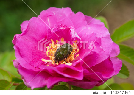 コアオハナムグリとバラの花 コアオハナムグリとバラの花 143247364