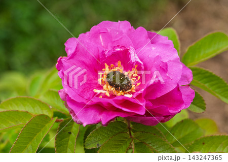 コアオハナムグリとバラの花 143247365