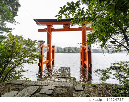 新緑に包まれた、箱根神社神社 143247374