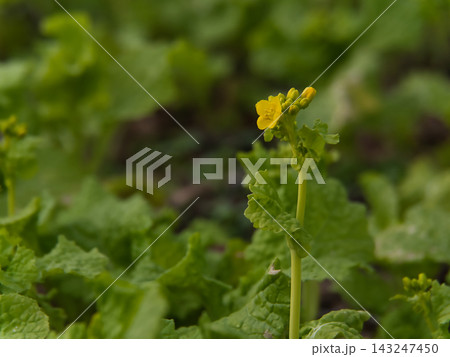 寒い1月に可憐に咲き始めた黄色い菜の花 寒い1月に可憐に咲き始めた黄色い菜の花 143247450