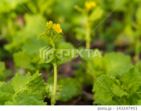 寒い1月に可憐に咲き始めた黄色い菜の花 寒い1月に可憐に咲き始めた黄色い菜の花 143247451
