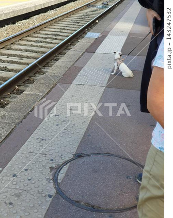 A small white dog sits patiently on a tactile train platform beside the tracks while its owner holds the leash, capturing a quiet commuter moment of travel, waiting and urban pet companionship. A small white dog sits patiently on a tactile train platform beside the tracks while its owner holds the leash, capturing a quiet commuter moment of travel, waiting and urban pet companionship. 143247532