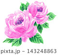 水彩で描いたピンクの薔薇26930pix7 143248863