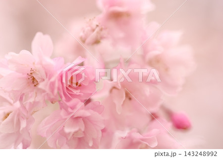 ふんわりとした桜の花 143248992