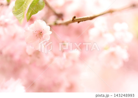 ふんわりとした桜の花 ふんわりとした桜の花 143248993