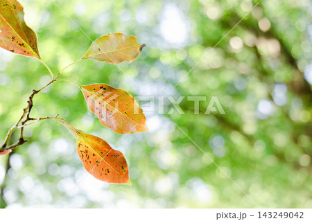 紅葉した葉 143249042