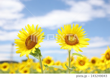 青空に咲くひまわり 143249043