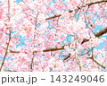 満開の桜の花を見上げる 143249046