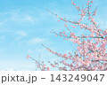 青空に映える河津桜 143249047