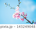 青空に映える河津桜 143249048