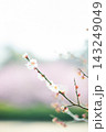 春の訪れを告げる梅の花 143249049