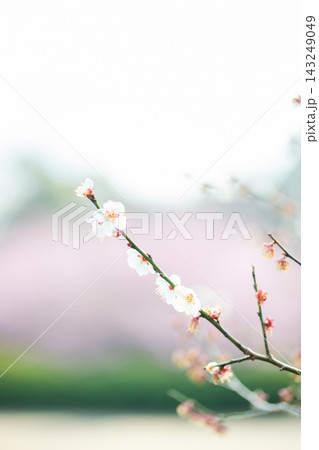 春の訪れを告げる梅の花 春の訪れを告げる梅の花 143249049