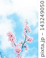 青空に映える河津桜 143249050