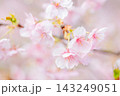 春の訪れを告げる満開の桜 143249051