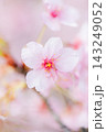 春の訪れを告げる河津桜 143249052