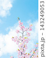 青空に映える河津桜 143249053