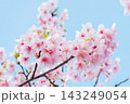 青空に映える満開の桜 143249054