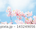 青空に映える河津桜 143249056
