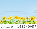 ひまわり畑と青い空 143249057