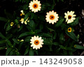 黄色い花 143249058