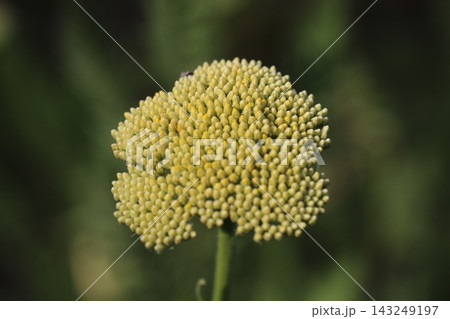 春の庭に咲く黄色い小花が密集するキバナノコギリソウの花 春の庭に咲く黄色い小花が密集するキバナノコギリソウの花 143249197