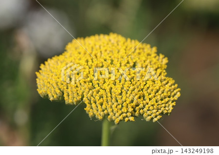 春の庭に咲く黄色い小花が密集するキバナノコギリソウの花 春の庭に咲く黄色い小花が密集するキバナノコギリソウの花 143249198