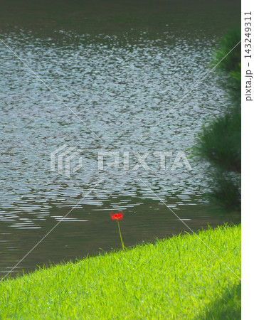 水辺に咲く曼珠沙華(彼岸花) 自然風景(2026年9月) 水辺に咲く曼珠沙華(彼岸花) 自然風景(2026年9月) 143249311