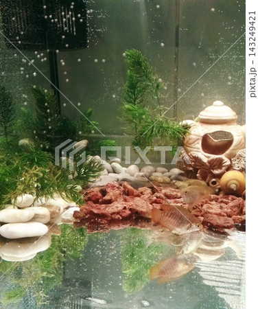 Aquarium - lalius fish, ampullaria snail, stones on the bottom Aquarium - lalius fish, ampullaria snail, stones on the bottom 143249421