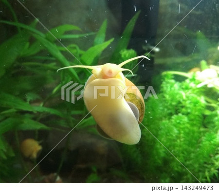 Yellow ampullaria snail on the glass of the aquarium, aquarium plants and algae 143249473