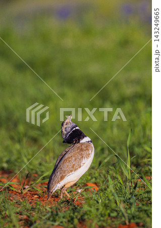 Little Bustard, Spain Little Bustard, Spain 143249665