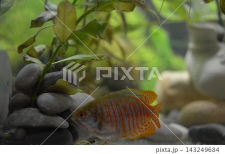 Fish Coral Lulius - male - aquarium animal of orange color among algae Fish Coral Lulius - male - aquarium animal of orange color among algae 143249684