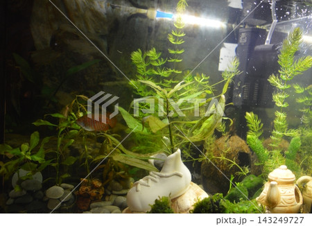 An orange Coral Lyalius fish swims in an aquarium An orange Coral Lyalius fish swims in an aquarium 143249727