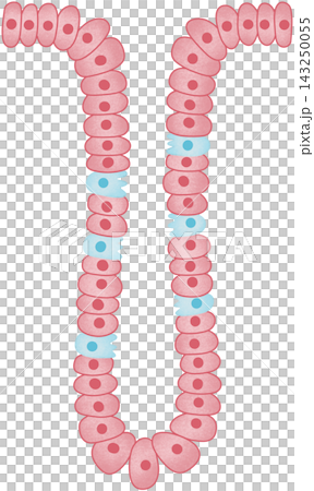 pink gastric glands pink gastric glands 143250055