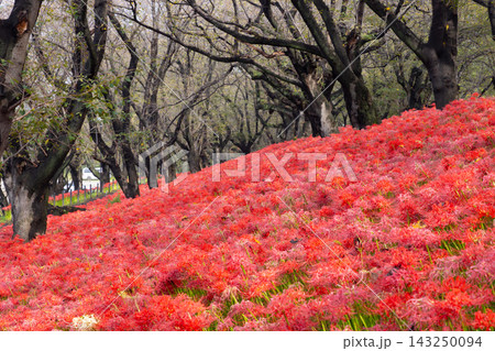 埼玉県幸手市内国府間 県営権現堂公園の曼珠沙華(彼岸花) 桜並木の斜面を埋める一面の赤い花の絨毯 埼玉県幸手市内国府間 県営権現堂公園の曼珠沙華(彼岸花) 桜並木の斜面を埋める一面の赤い花の絨毯 143250094
