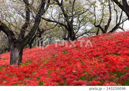 埼玉県幸手市内国府間　県営権現堂公園の曼珠沙華（彼岸花）　桜並木の斜面を埋める一面の赤い花の絨毯 143250096
