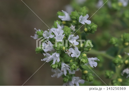 春の庭に咲く白い小さなオレガノ(ハナハッカ)の花 春の庭に咲く白い小さなオレガノ(ハナハッカ)の花 143250369