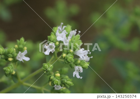 春の庭に咲く白い小さなオレガノ(ハナハッカ)の花 春の庭に咲く白い小さなオレガノ(ハナハッカ)の花 143250374