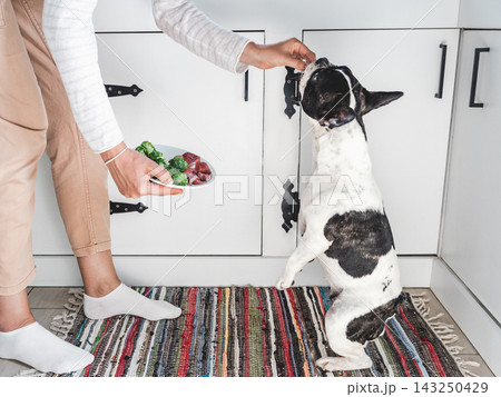 Cute dog patiently waiting for healthy meal with raw meat Cute dog patiently waiting for healthy meal with raw meat 143250429