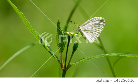 White Psyche butterfly rests on a green flower bud White Psyche butterfly rests on a green flower bud 143250516