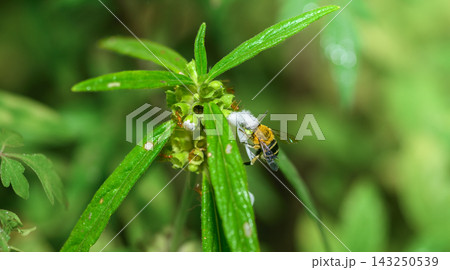 Bee collecting nectar and pollen from a white flower. Detailed macro scene of pollination and garden biodiversity 143250539