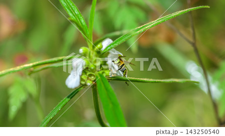 Blue-banded bee collecting nectar and pollen from a white flower. Detailed macro scene of pollination and garden biodiversity Blue-banded bee collecting nectar and pollen from a white flower. Detailed macro scene of pollination and garden biodiversity 143250540