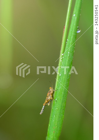 Macro photograph of a small mottled brown leafhopper perched on a green grass stem, soft natural background with copy space 143250541