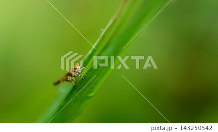 Macro photograph of a small mottled brown leafhopper perched on a green grass stem, soft natural background with copy space Macro photograph of a small mottled brown leafhopper perched on a green grass stem, soft natural background with copy space 143250542