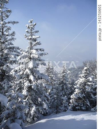 Snowy landscape at Hornle Mountain, alpine foothills in Bavaria, Germany 143250601