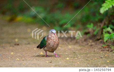 Emerald dove walking across the forest floor against a softly blurred natural background 143250794