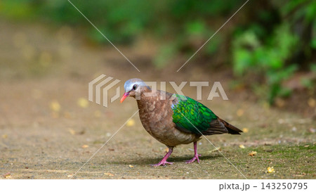 Emerald dove walking across the forest floor against a softly blurred natural background Emerald dove walking across the forest floor against a softly blurred natural background 143250795