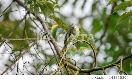 A White-browed Bulbul (Pycnonotus luteolus) perched on a slender branch, illuminated by natural light A White-browed Bulbul (Pycnonotus luteolus) perched on a slender branch, illuminated by natural light 143250804